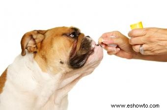 Pastillas anticonceptivas para perros