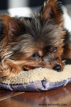 Todo sobre las peligrosas infecciones de piometra canina