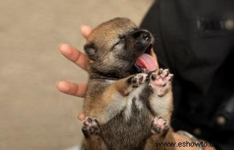 Guía de cuidados para cachorros recién nacidos