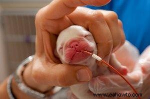 Guía de cuidados para cachorros recién nacidos