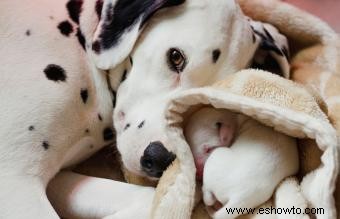 Entrega de cachorros