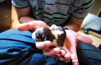 Entrega de cachorros