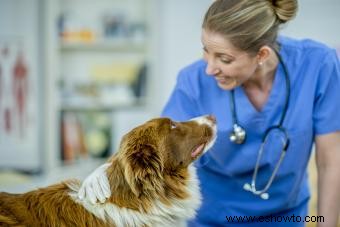 Datos, riesgos y recuperación de la cesárea en perros