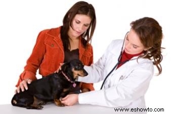 Inquietudes y consejos sobre el embarazo de perros