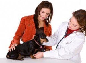 Preocupaciones Comunes y Consejos Expertos sobre el Embarazo en Perros