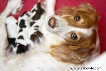 Vacunas contra la rabia y el embarazo de perros