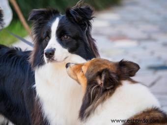 Descripción general del servicio de cría de perros