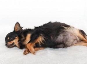 Las 5 Primeras Señales de Embarazo en Perros: Guía Experta para Dueños Responsables