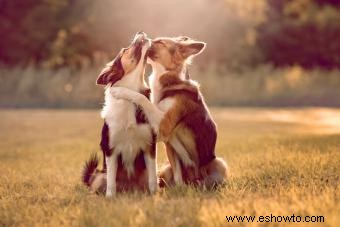 Señales de que un perro se ha estado apareando