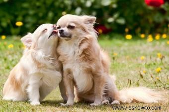 Señales de que un perro se ha estado apareando