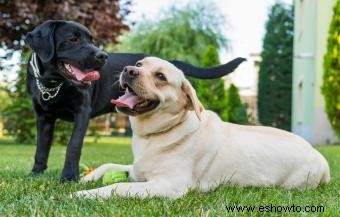 Qué hacer cuando los perros están atados