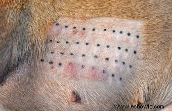 Alergias en la piel del perro 101:causas, signos y planes de tratamiento