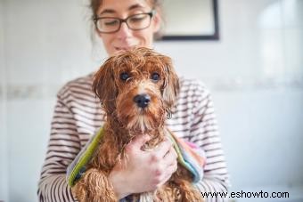 Cómo limpiar un perro (y tener el cachorro más fresco de la ciudad)