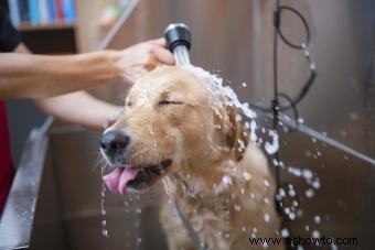 Cómo limpiar un perro (y tener el cachorro más fresco de la ciudad)