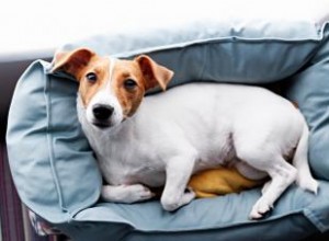 4 consejos prácticos y seguros para eliminar manchas de orina en el pelaje de tu perro