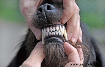 3 importantes consejos de higiene dental canina