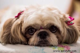 Estilos de aseo adorables de Shih Tzu