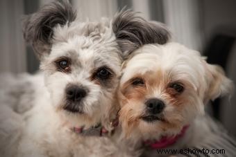 Estilos de aseo adorables de Shih Tzu