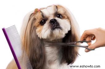 Estilos de aseo adorables de Shih Tzu