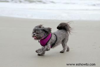 Estilos de aseo adorables de Shih Tzu