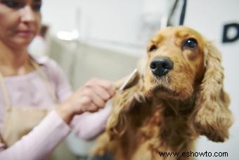 ¿Funciona el champú sin agua QuikClean?