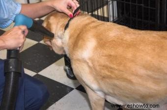 Opciones, ventajas y desventajas de la escuela de peluquería canina