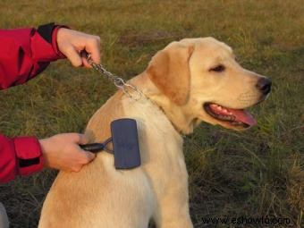 Problemas con el cuidado del perro y uso de tranquilizantes