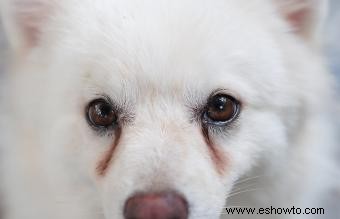 Manchas de lágrimas de perro