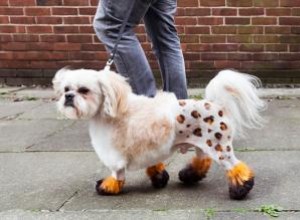 5 Estilos Inusuales y Creativos para el Grooming de tu Perro