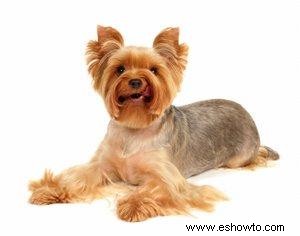 Cómo acicalar perros y mascotas de exhibición de Yorkie