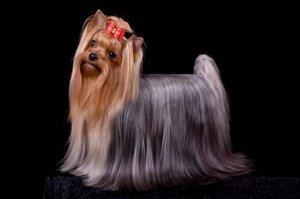 Cómo acicalar perros y mascotas de exhibición de Yorkie