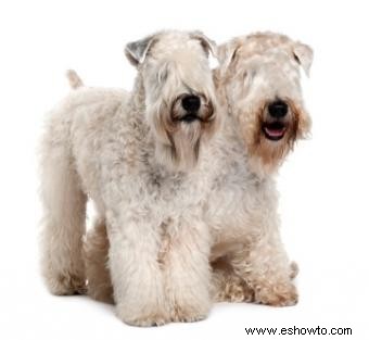 Cómo cepillar a un Wheaten Terrier