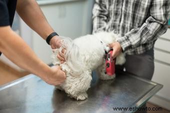 Problemas y remedios para las glándulas anales de su perro