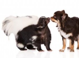 Receta Efectiva para Eliminar el Olor a Zorrillo de tu Perro: Método Probado por Expertos