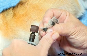 Uso de un afilador de uñas para perros