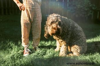 Sangre y mucosidad en heces de perro