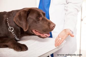Dosis de aspirina para perros