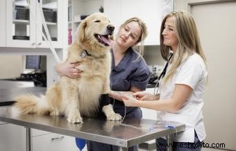 Dosis de aspirina para perros