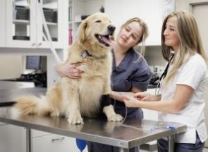 Dosis de aspirina para perros