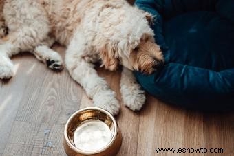 Señales de advertencia de que un perro se está muriendo