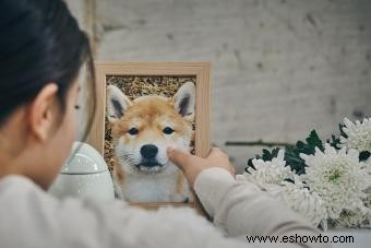 Señales de advertencia de que un perro se está muriendo