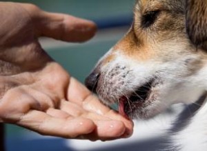 10 cosas que puedes contraer de tu perro