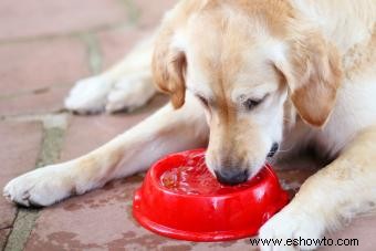 12 posibles causas de sed excesiva en perros