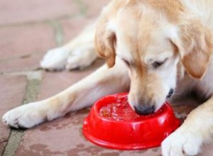 12 posibles causas de sed excesiva en perros