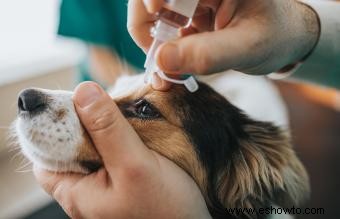 16 enfermedades caninas más comunes