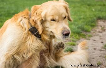 16 enfermedades caninas más comunes