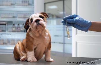 16 enfermedades caninas más comunes