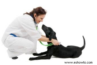 4 opciones de tratamiento para el osteosarcoma canino