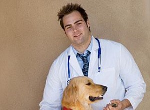 48 Problemas de Salud Comunes en Perros: Causas, Síntomas y Prevención