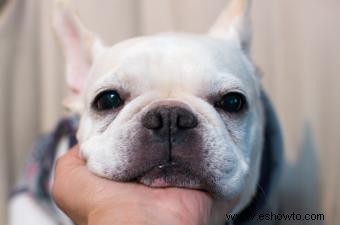 5 tipos comunes de gusanos en perros (con síntomas)